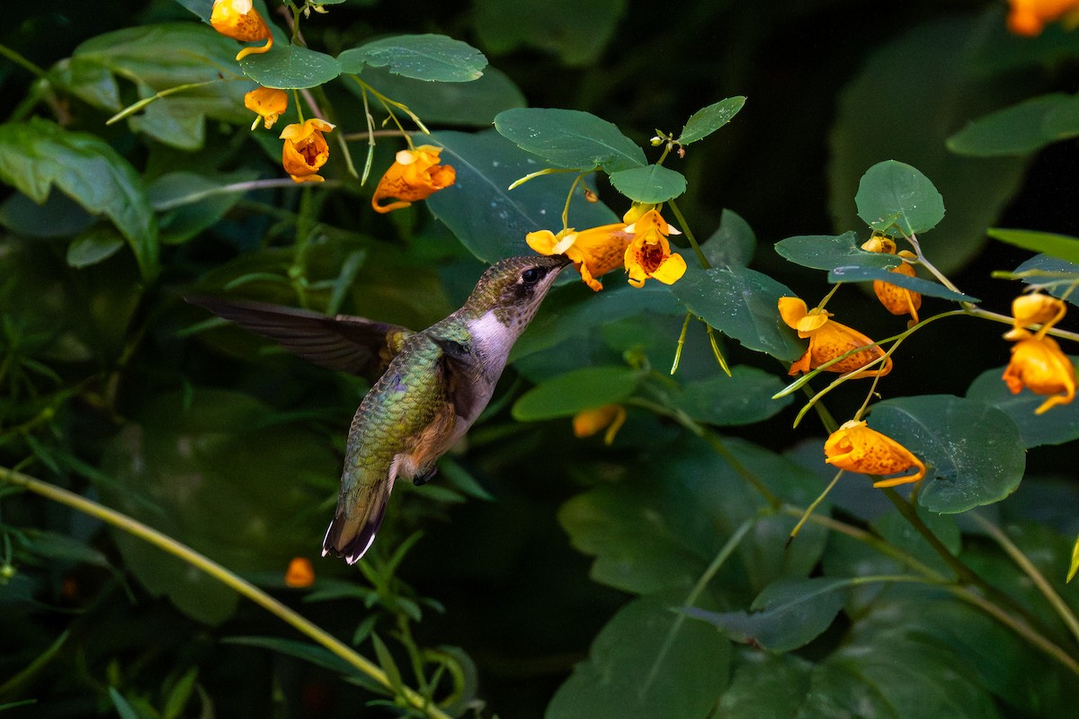 Ruby-throated Hummingbird - ML642232151