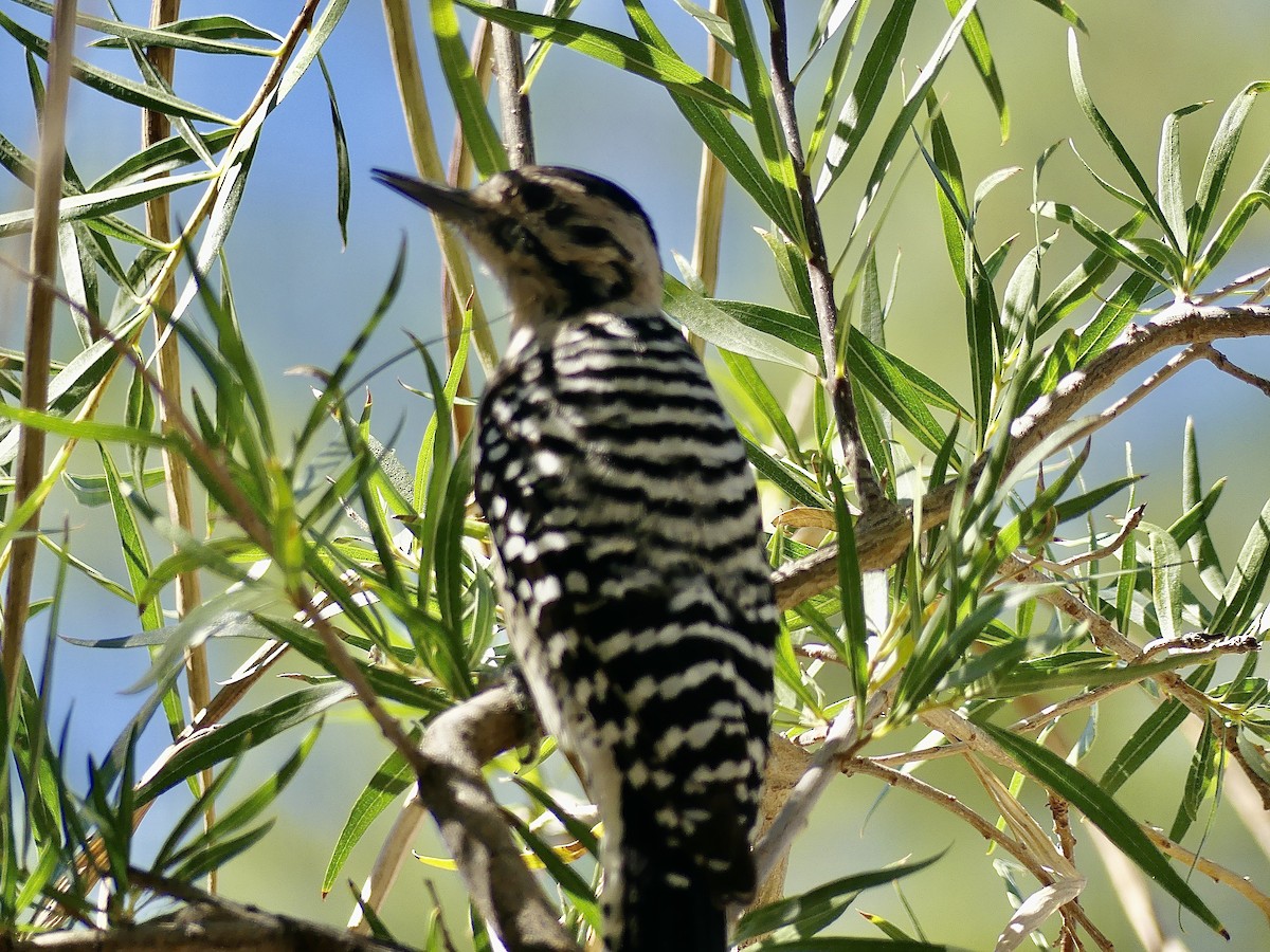 Ladder-backed Woodpecker - ML642232234