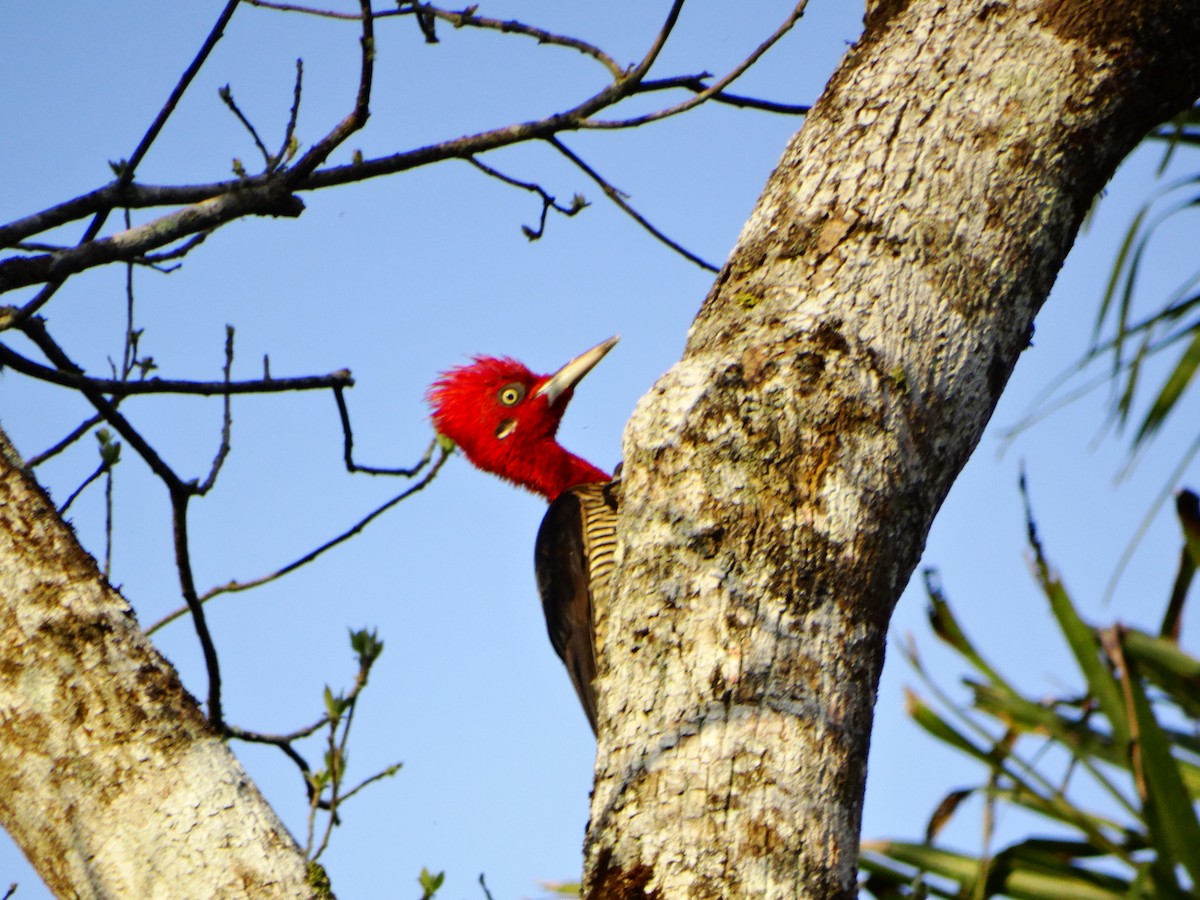 Robust Woodpecker - ML642232263