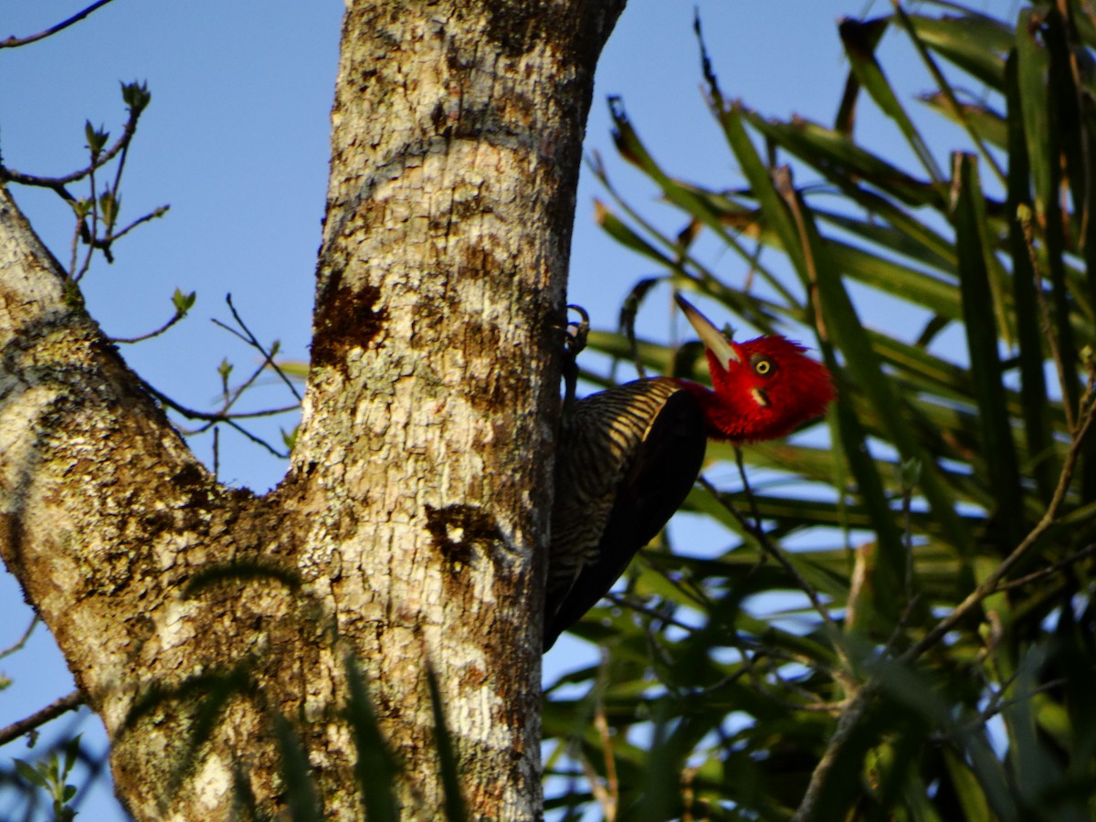 Robust Woodpecker - ML642232265