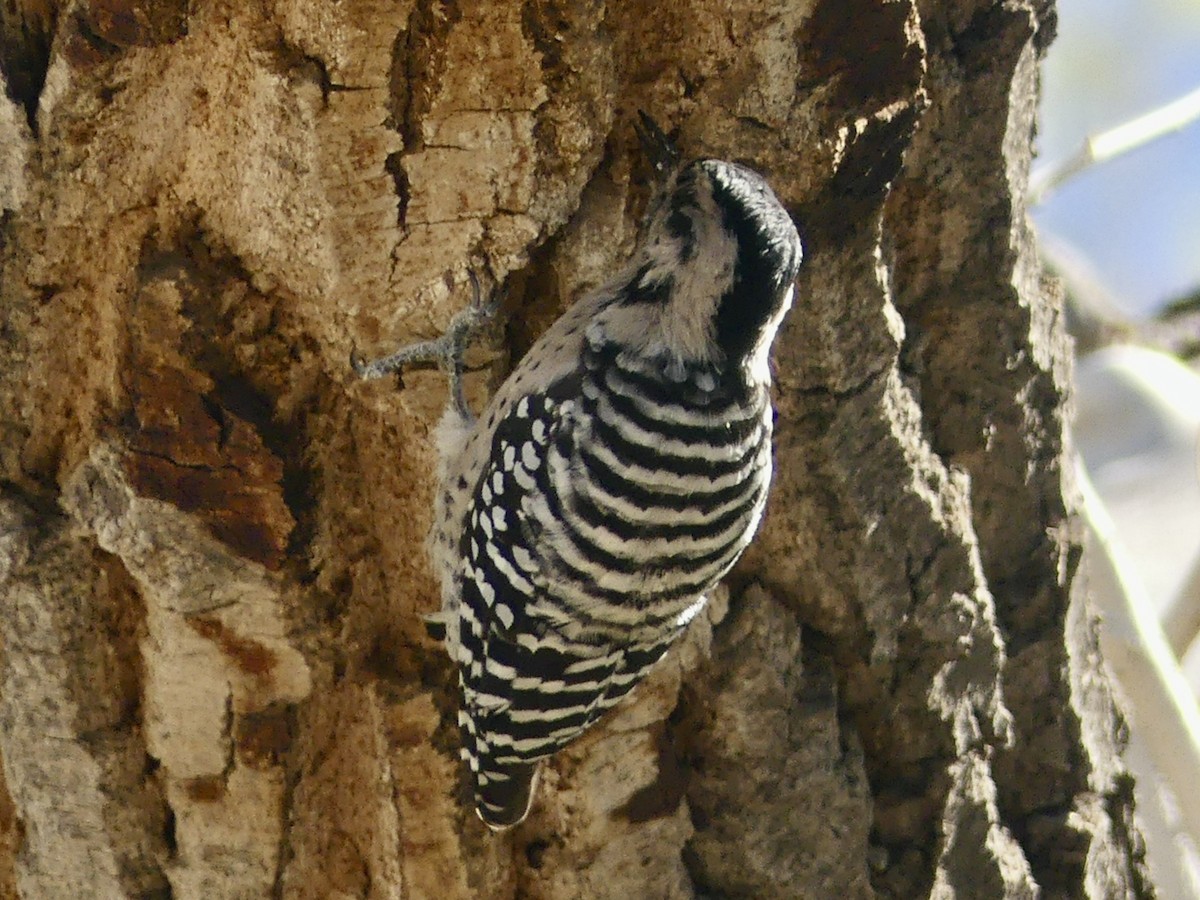 Ladder-backed Woodpecker - ML642232310