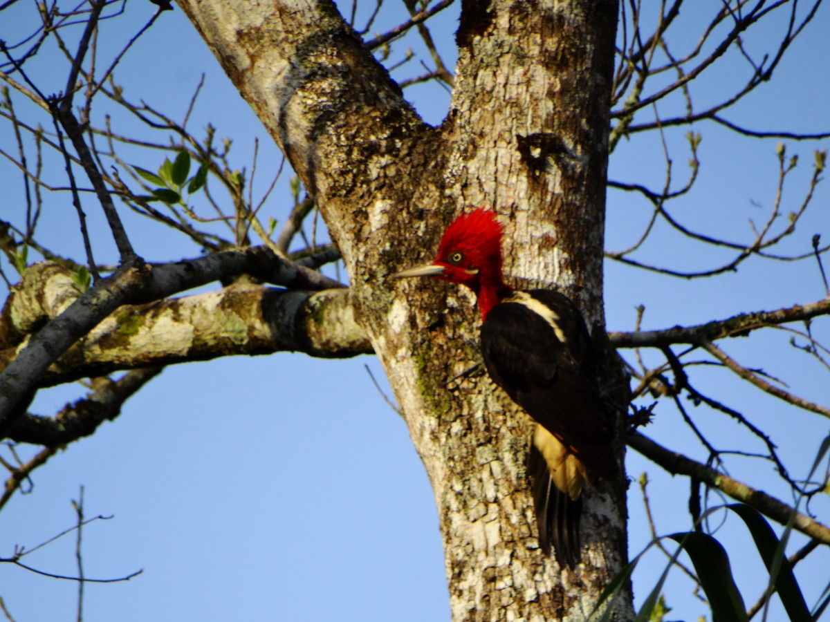 Robust Woodpecker - ML642232311