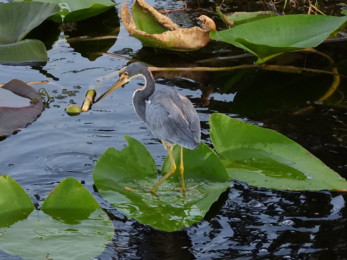 Tricolored Heron - ML642232313