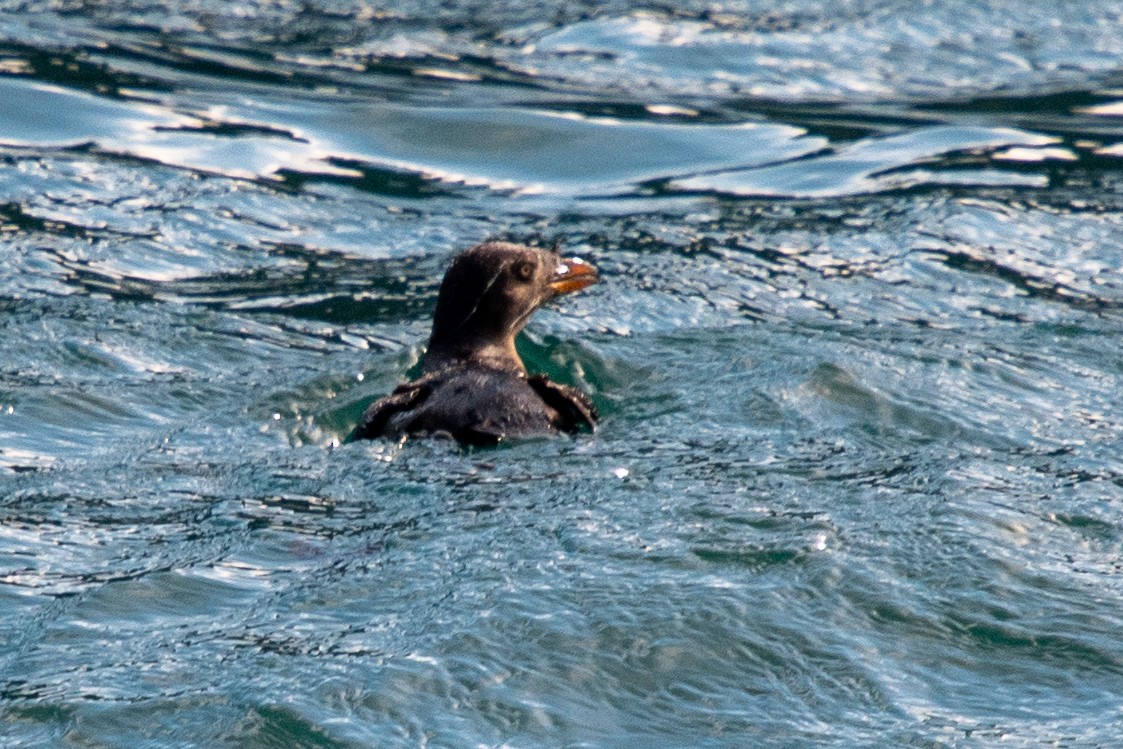 Rhinoceros Auklet - ML642232316