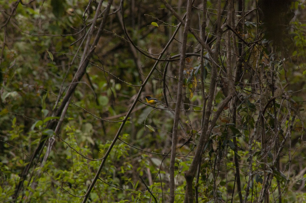 Brown-capped Redstart - ML642232320