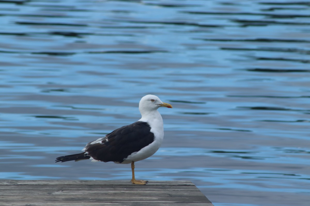 Бэсрэг цахлай - ML642232326