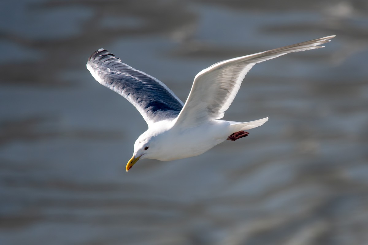 Glaucous-winged Gull - ML642232338
