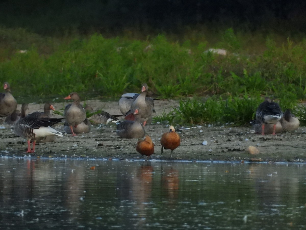 Ruddy Shelduck - ML642232339