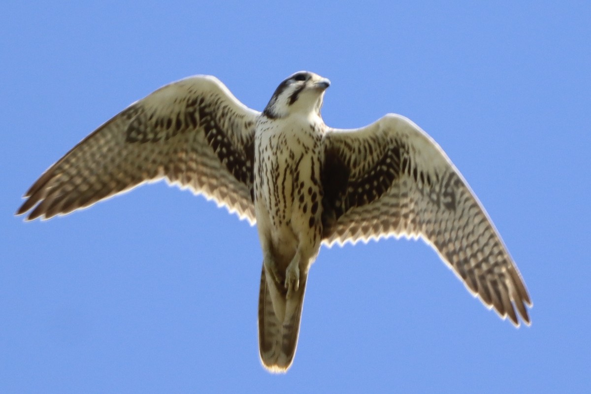 Prairie Falcon - ML642232353