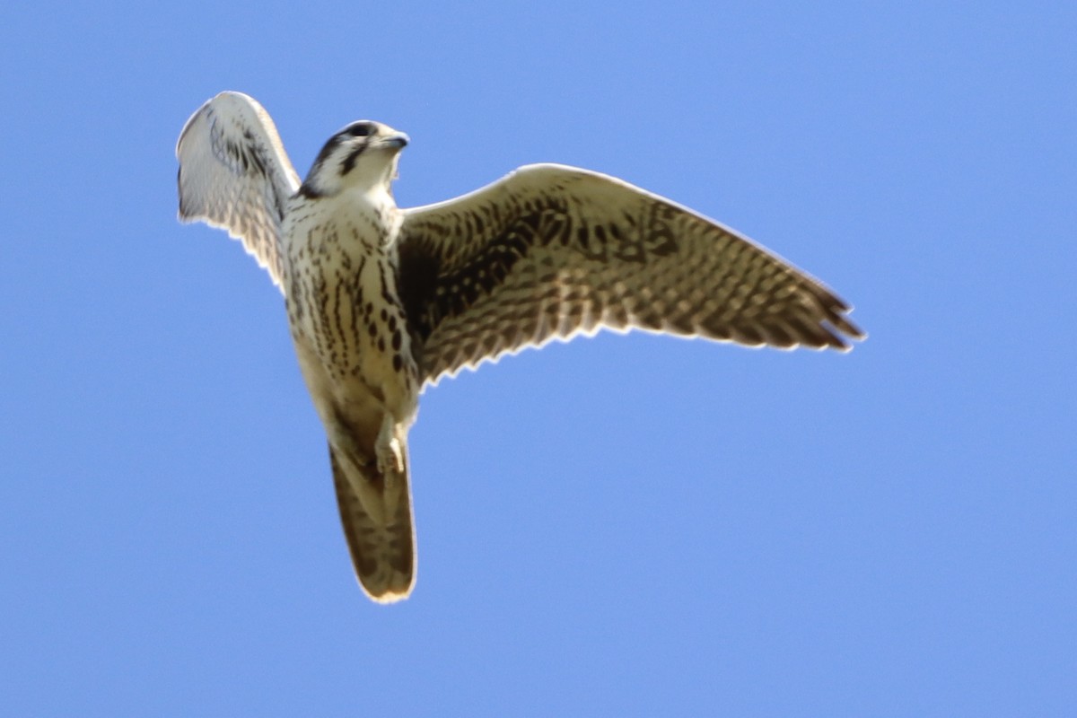 Prairie Falcon - ML642232354