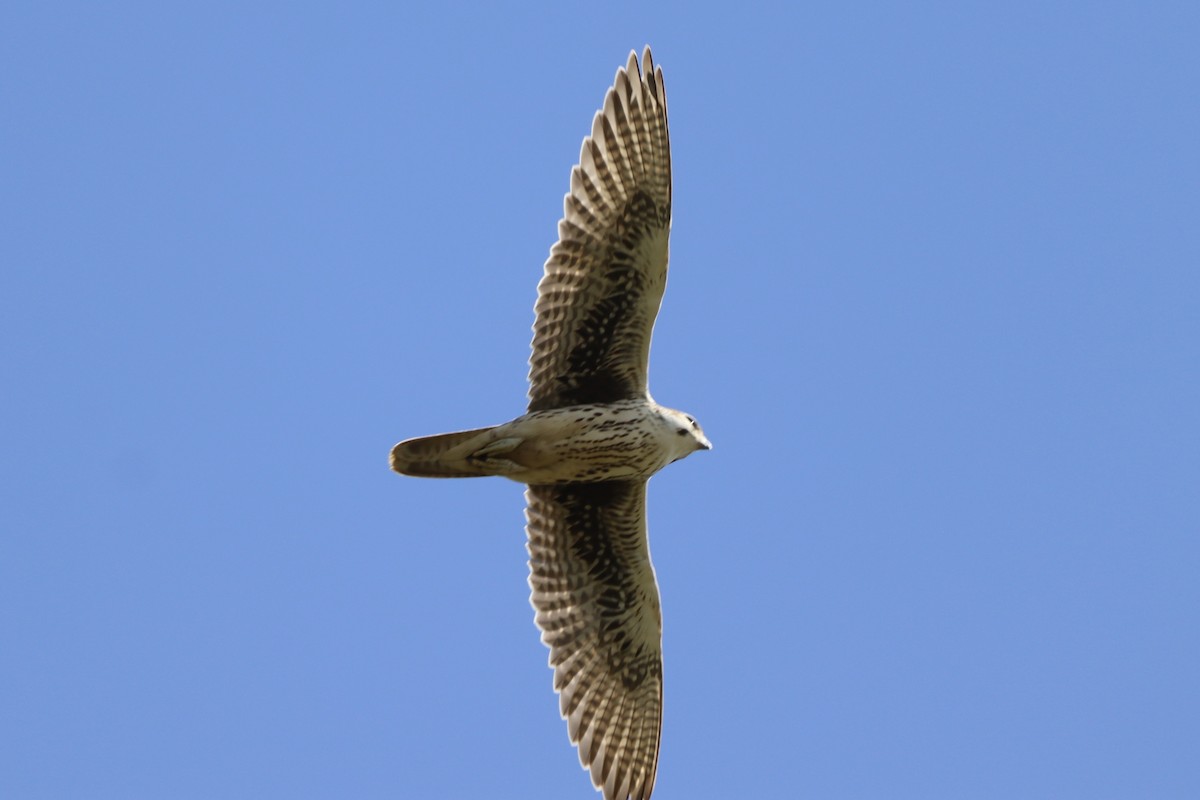 Prairie Falcon - ML642232355