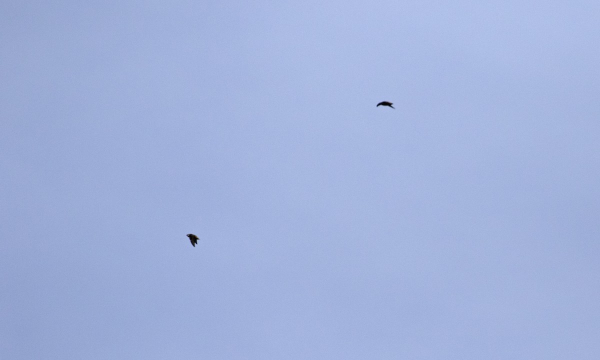 エントツアマツバメ - ML642232356