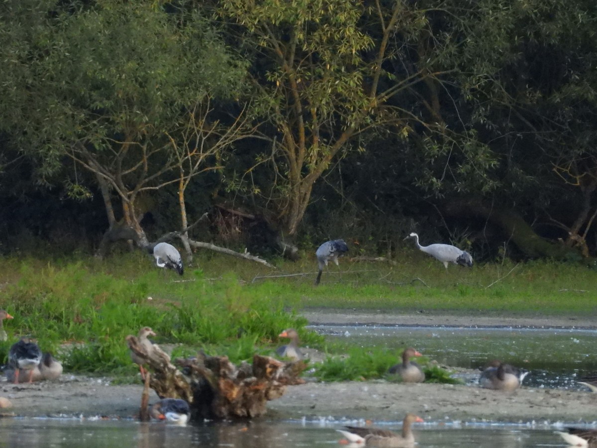 Common Crane - ML642232358