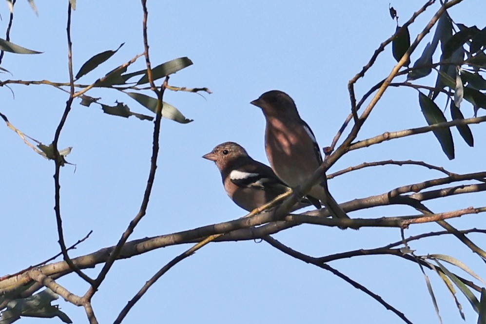 פרוש מצוי - ML642232371