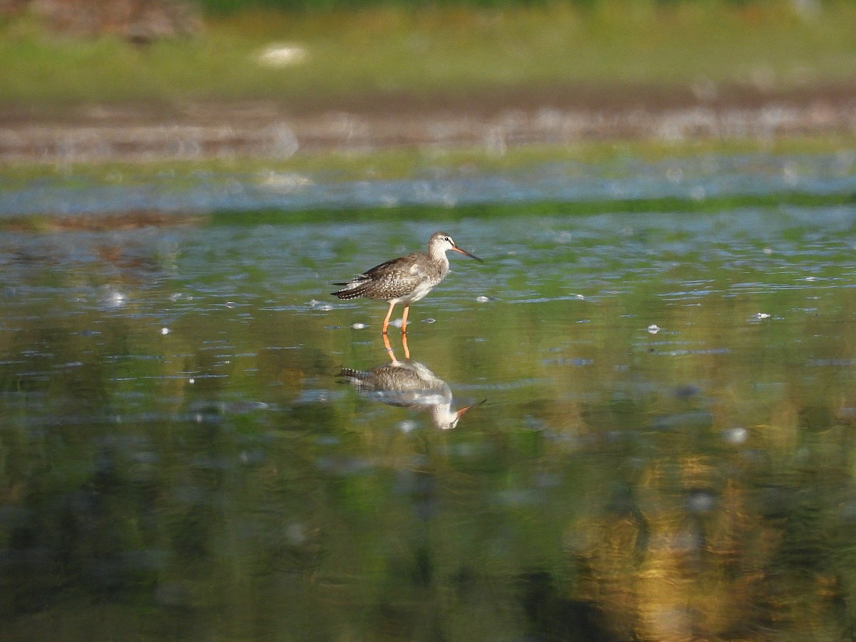 Spotted Redshank - ML642232386