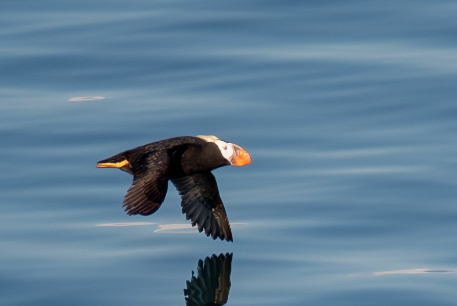 Tufted Puffin - ML642232387