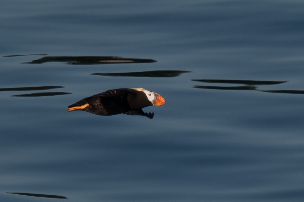 Tufted Puffin - ML642232388