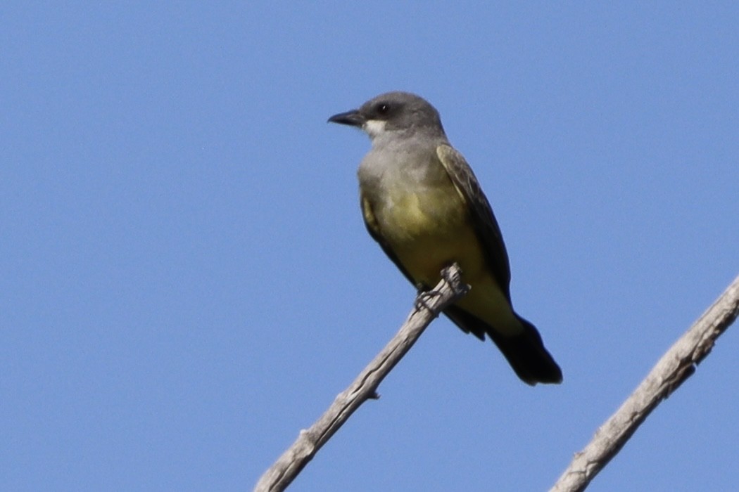 Cassin's Kingbird - ML642232398