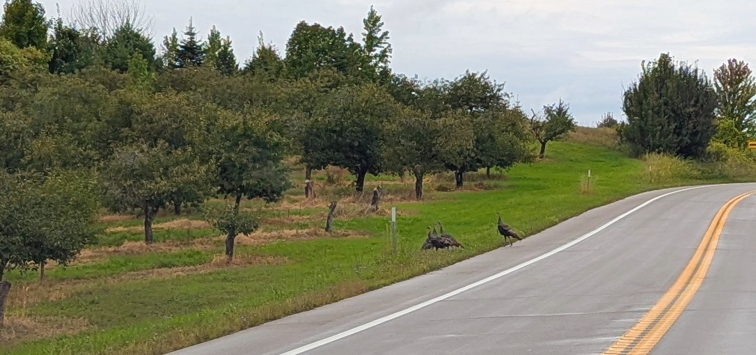 Wild Turkey - ML642232433