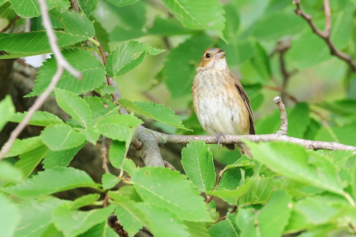 Indigo Bunting - ML642232435