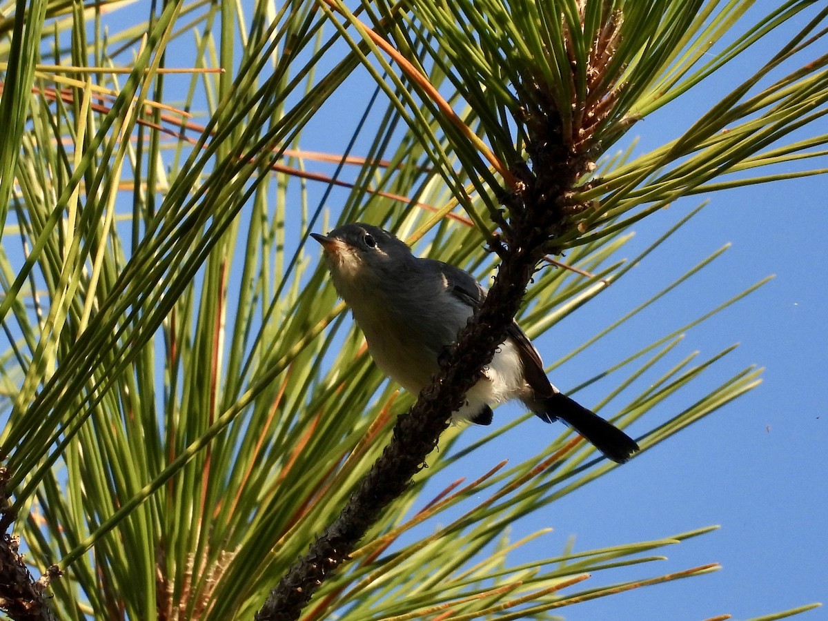 Blue-gray Gnatcatcher - ML642232456