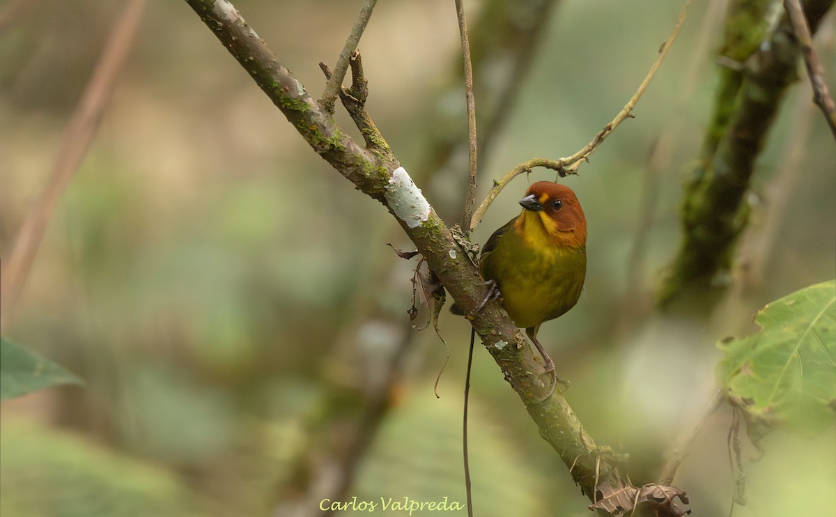 Fulvous-headed Brushfinch - ML642232457