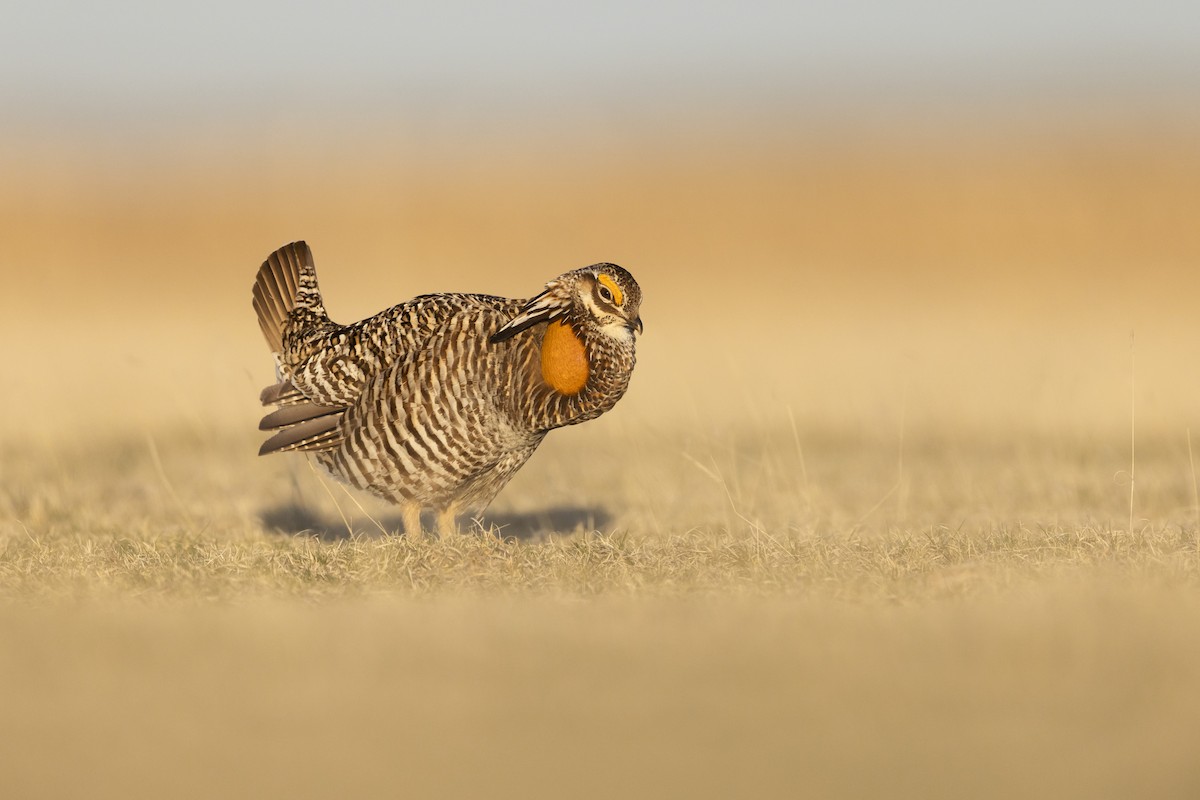 Tétras des prairies - ML642232458