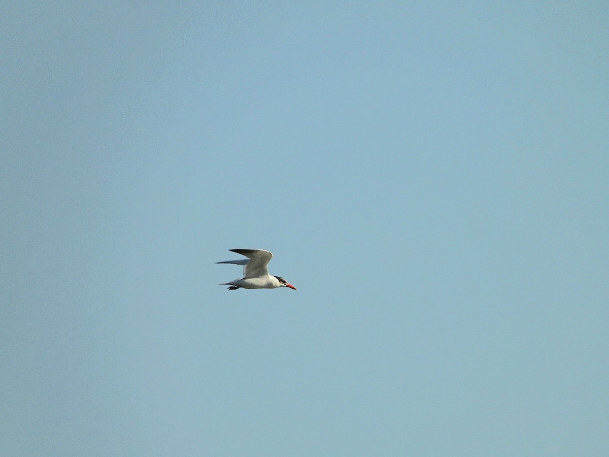 Caspian Tern - ML642232462