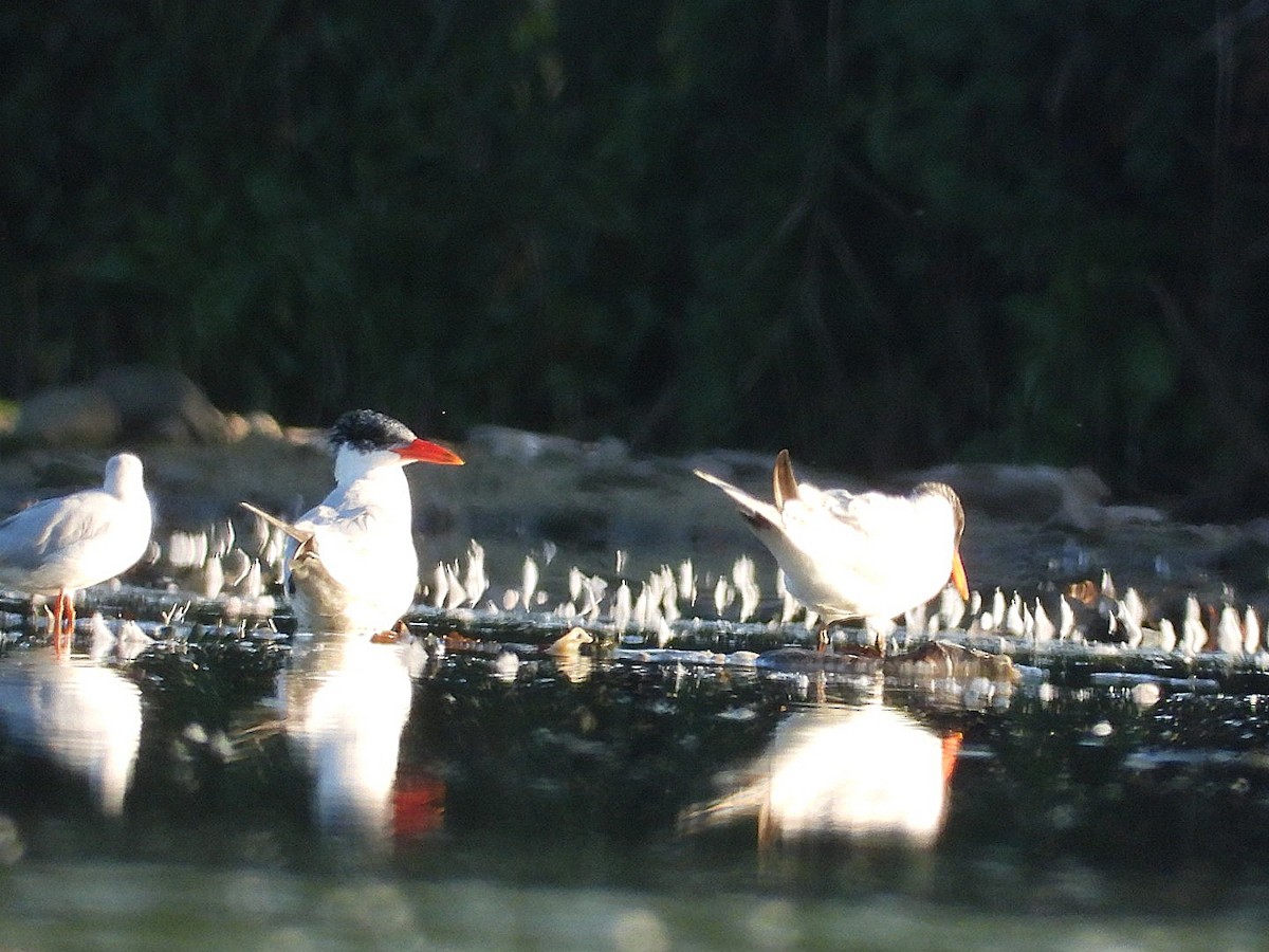 Caspian Tern - ML642232463