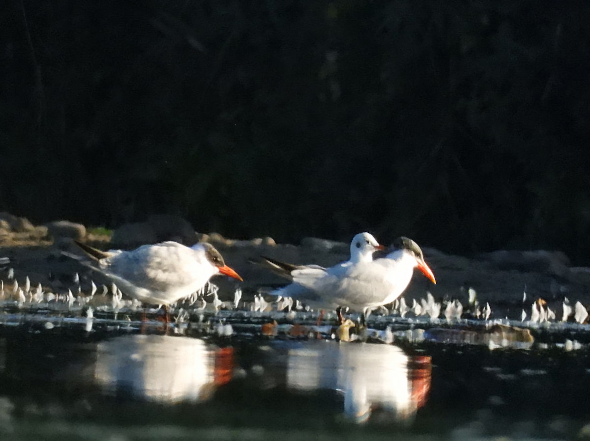 Caspian Tern - ML642232464