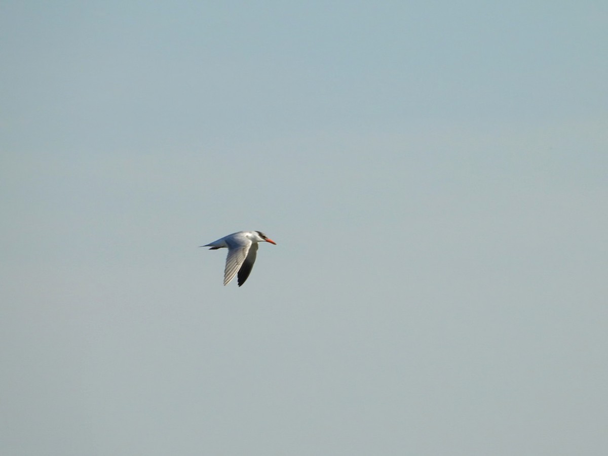 Caspian Tern - ML642232465