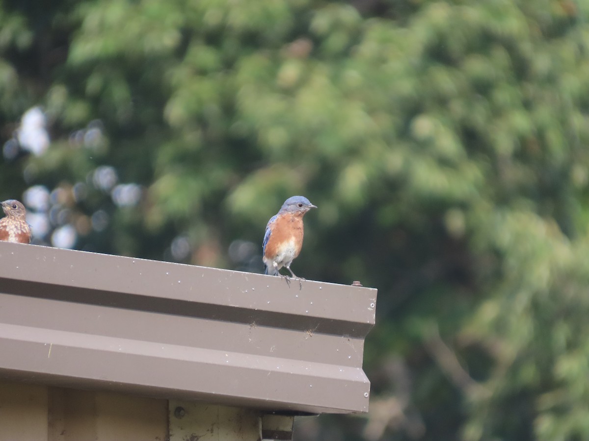 Eastern Bluebird - ML642232472
