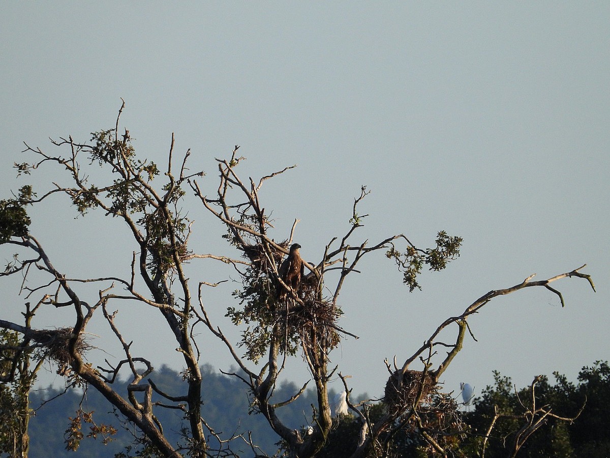 White-tailed Eagle - ML642232475
