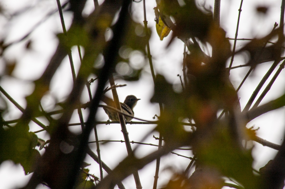 Brown-crested Flycatcher - ML642232489