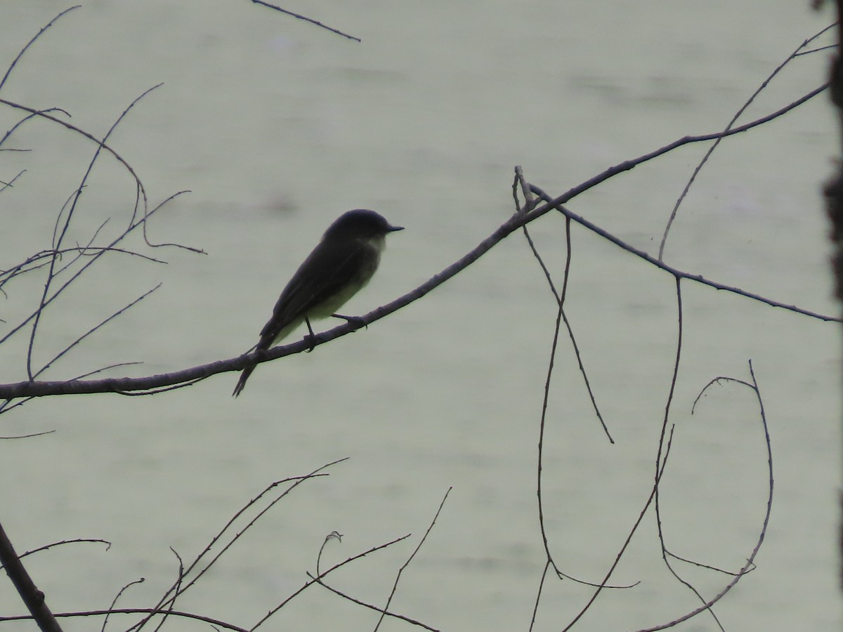 Eastern Phoebe - ML642232495