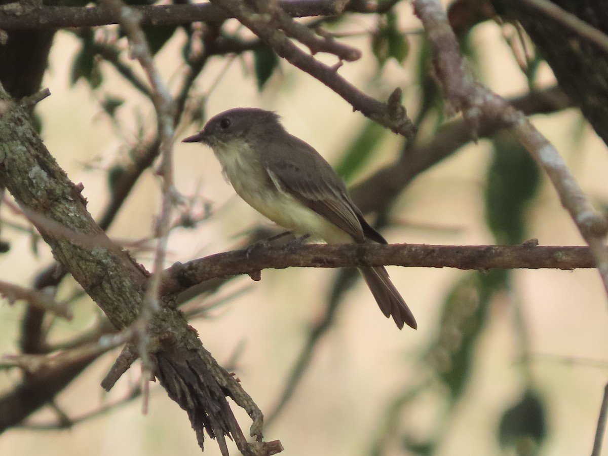 Eastern Phoebe - ML642232496