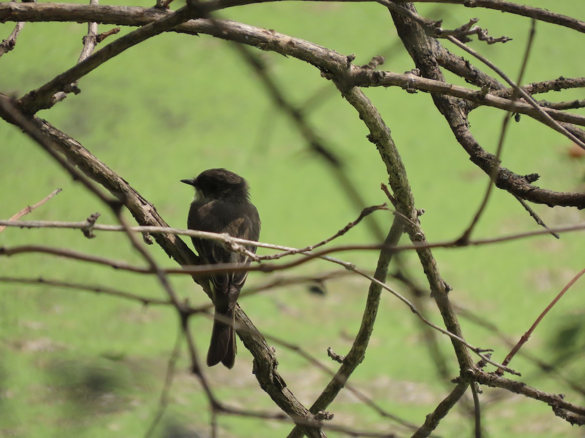 Eastern Phoebe - ML642232497