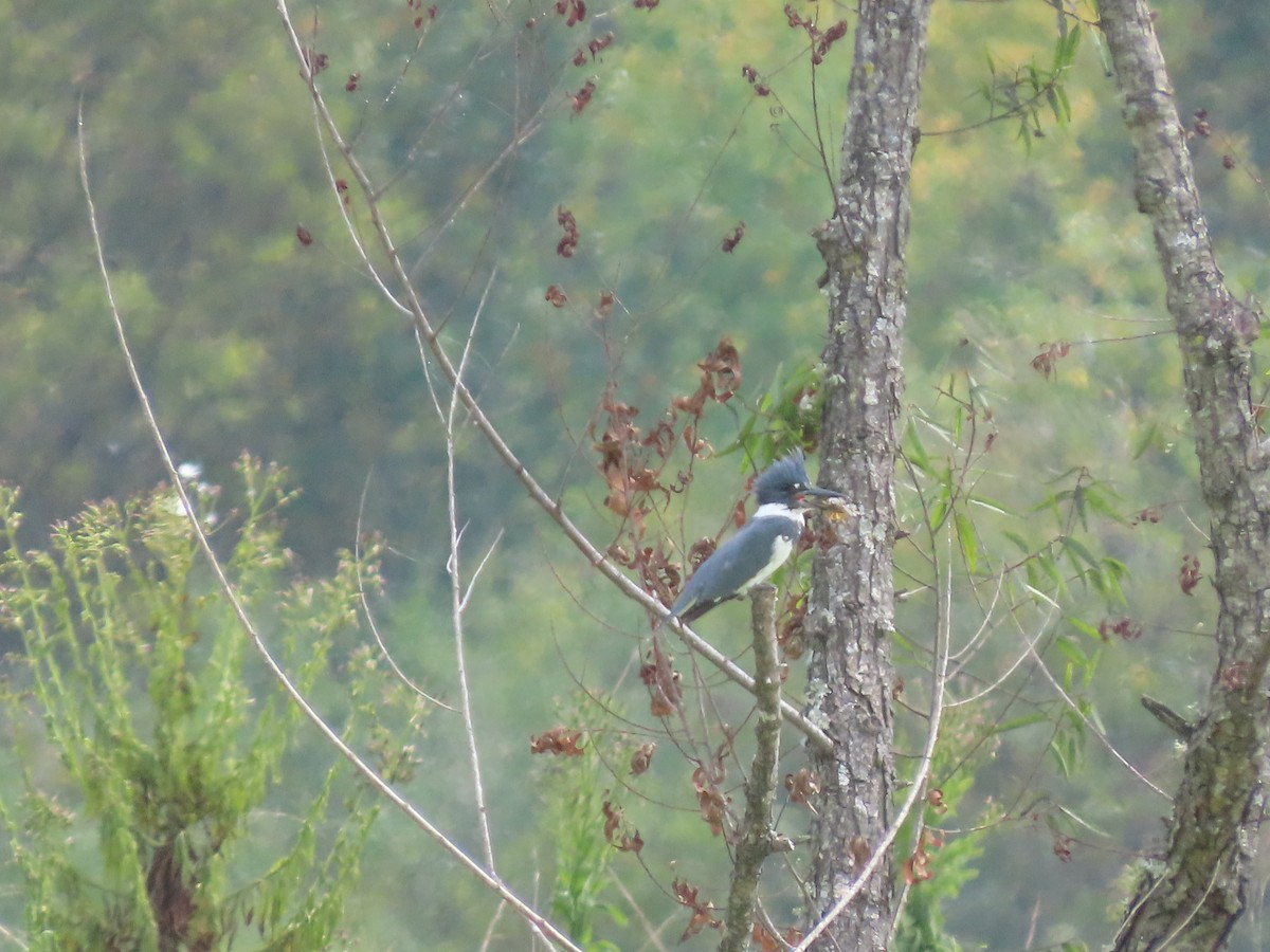 Belted Kingfisher - ML642232501