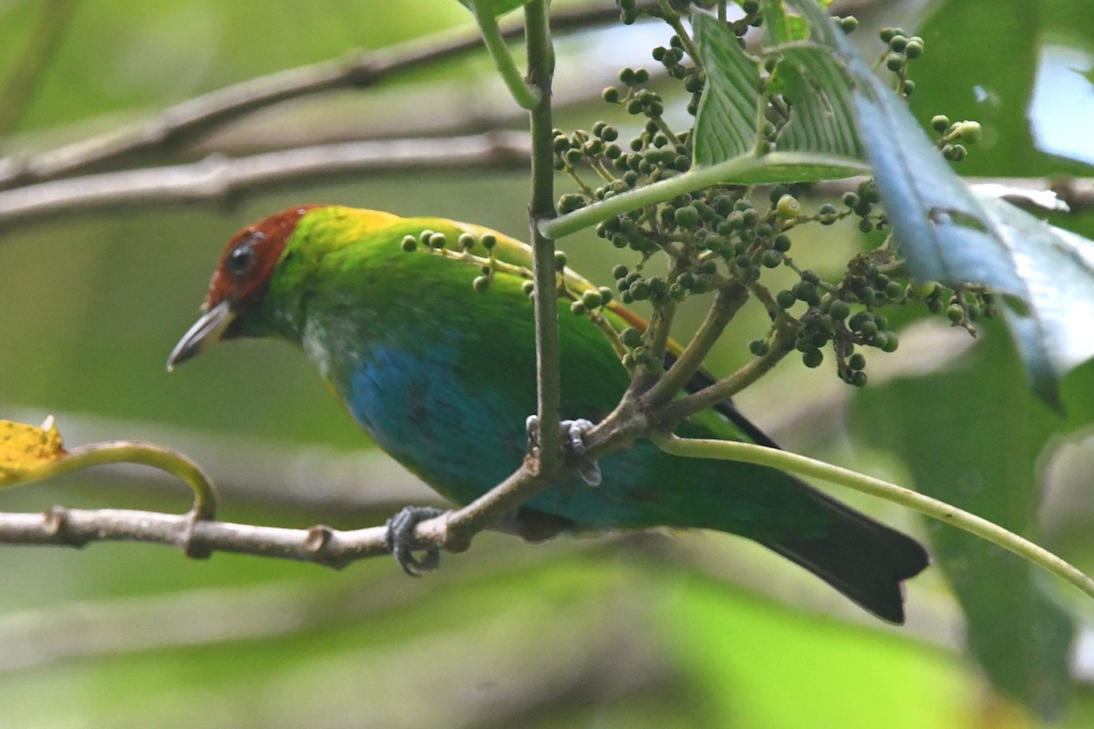 Rufous-winged Tanager - ML642232504