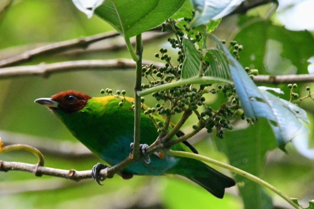 Rufous-winged Tanager - ML642232505
