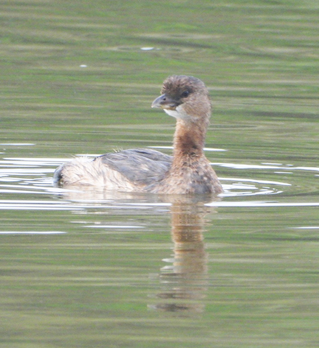 Pied-billed Grebe - ML642232510