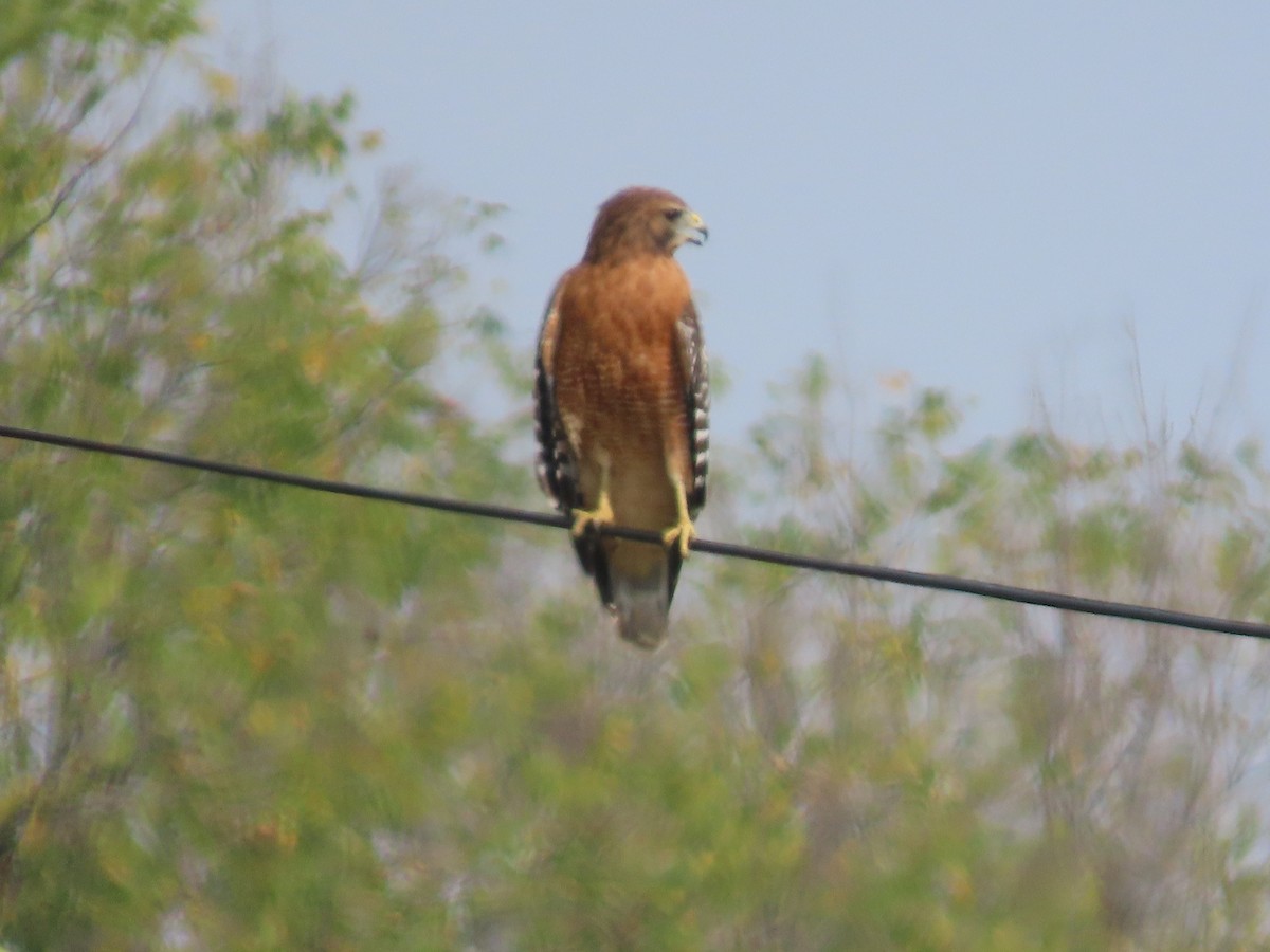 Red-shouldered Hawk - ML642232513