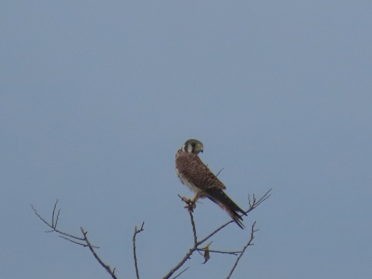 American Kestrel - ML642232539
