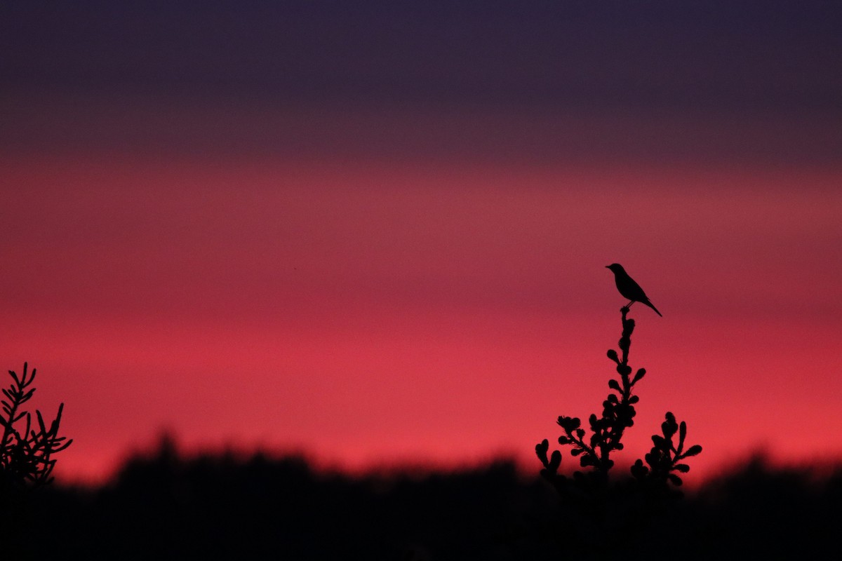American Robin (migratorius Group) - ML642232547