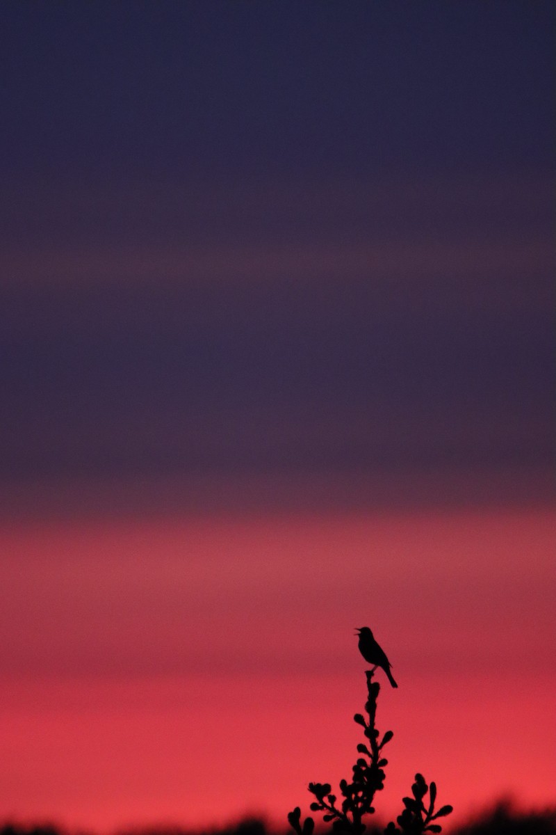 American Robin (migratorius Group) - ML642232548
