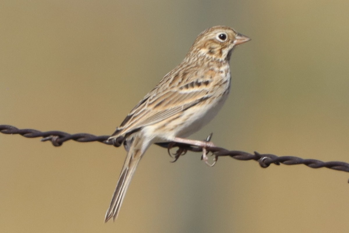 Vesper Sparrow - ML642232573