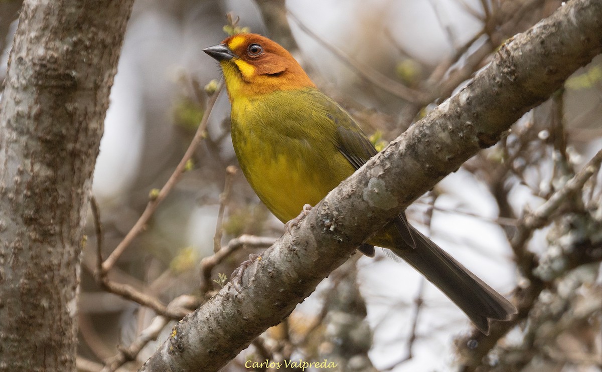 Fulvous-headed Brushfinch - ML642232585