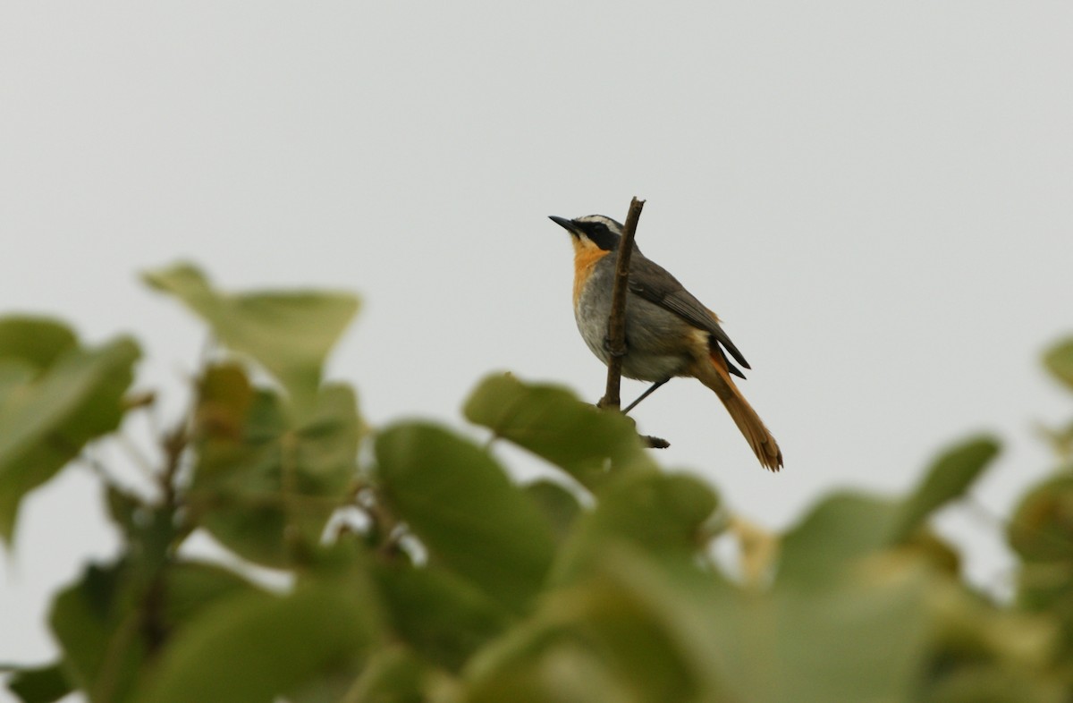 Cape Robin-Chat - ML642232589