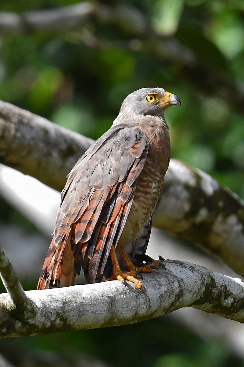 Roadside Hawk - ML642232605