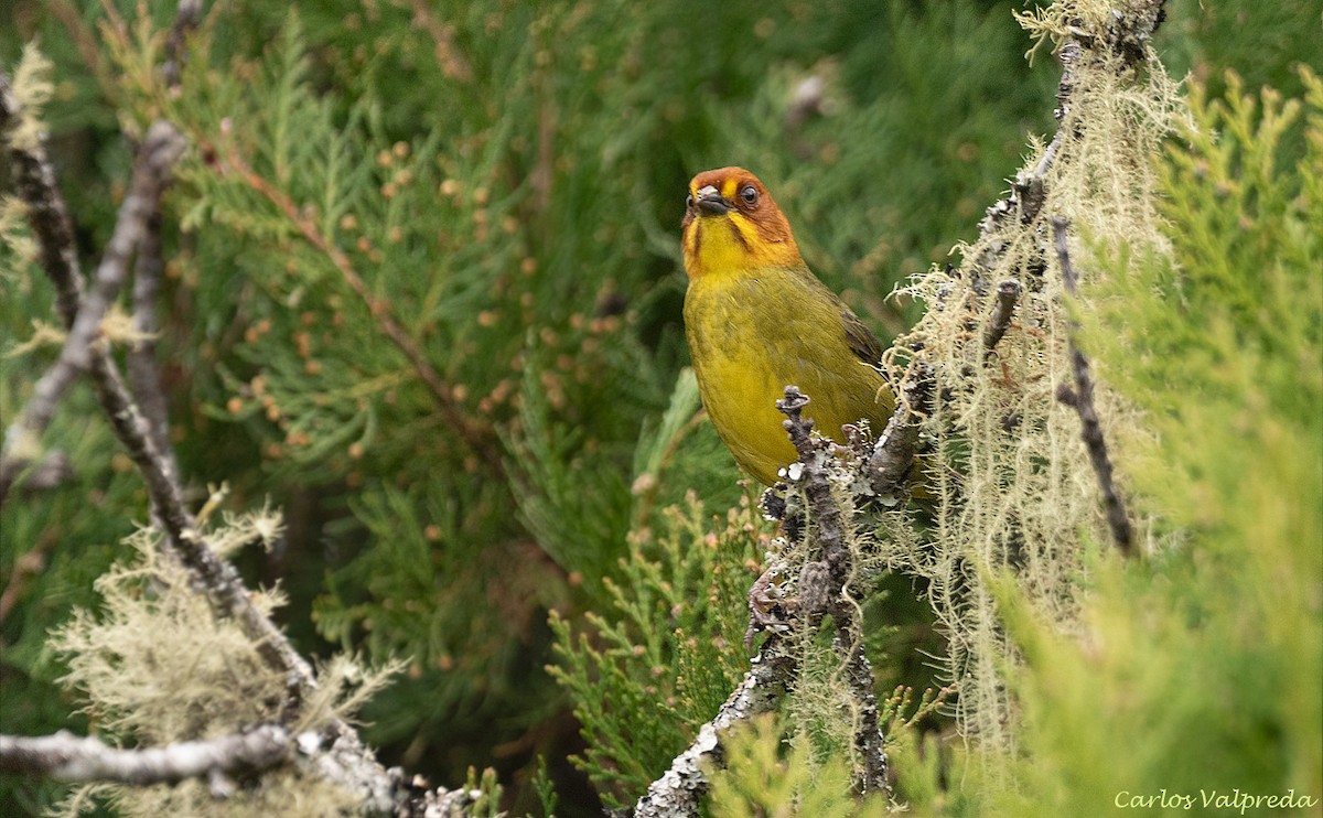 Fulvous-headed Brushfinch - ML642232613